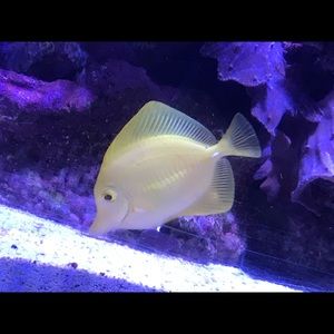 Meet your Posher, Mary